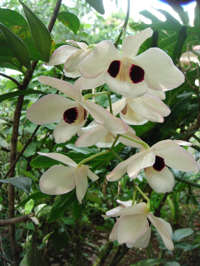 Hoàng thảo thái bình - Dendrobium pulchellum