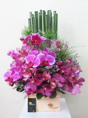 Dòng Lan Phalaenopsis (Lan Hồ Điệp) - CayCauvang.com