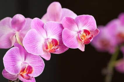 hoa lan phalaenopsis 10