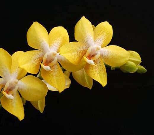 hoa lan phalaenopsis 11