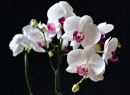 hoa lan phalaenopsis 12