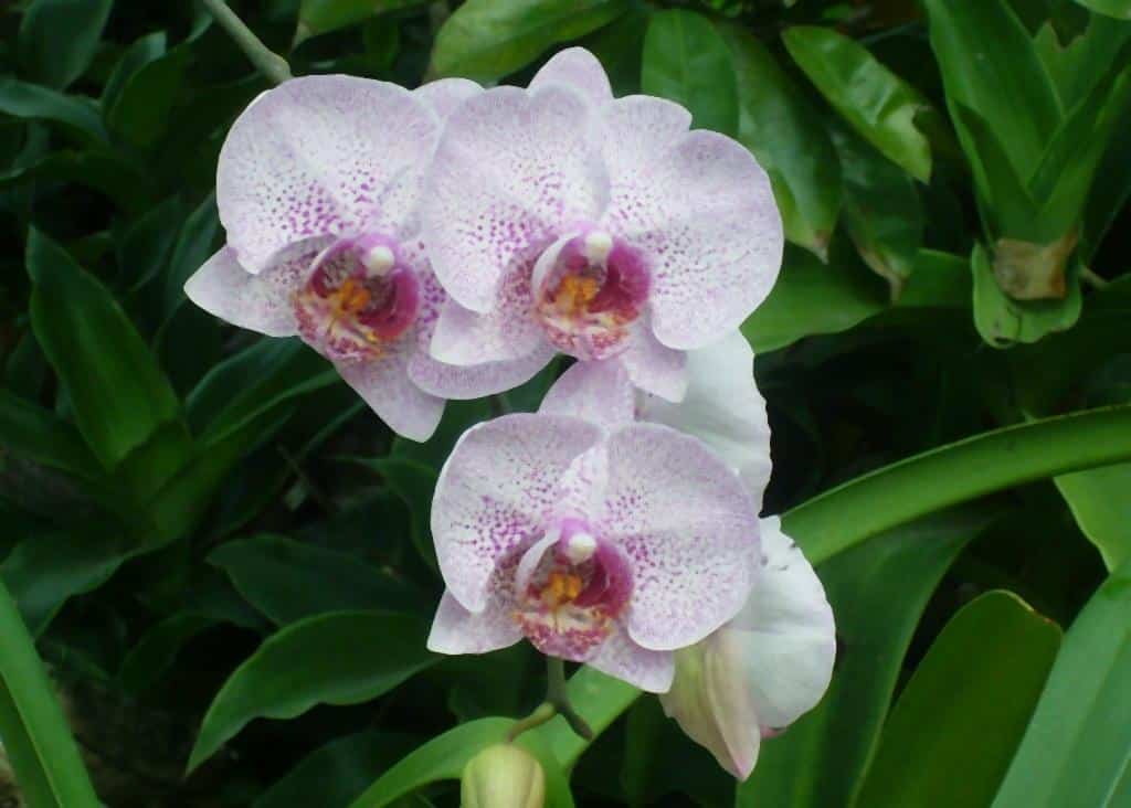 hoa lan phalaenopsis 13