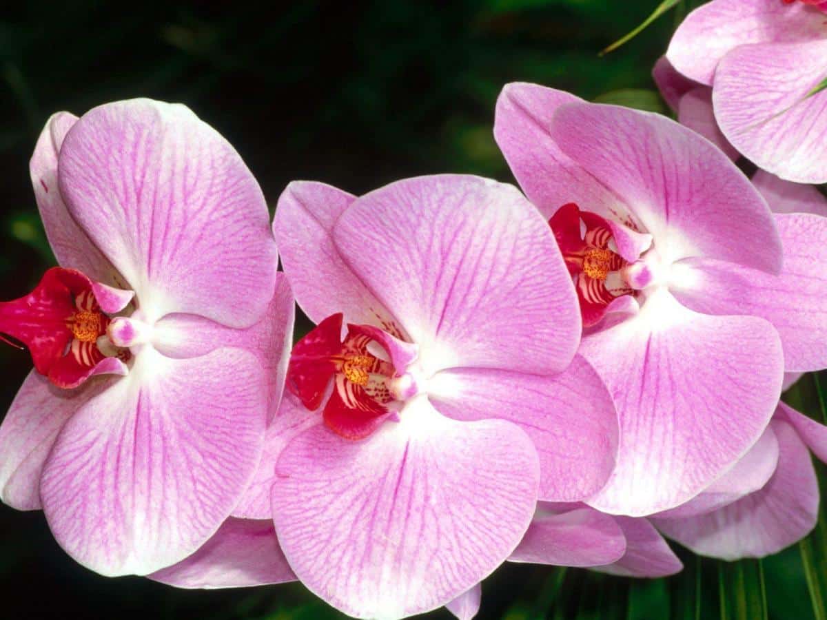 hoa lan phalaenopsis 14