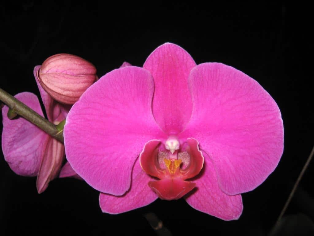 hoa lan phalaenopsis 15