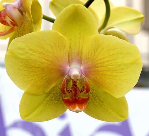hoa lan phalaenopsis 16