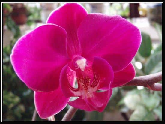hoa lan phalaenopsis 17