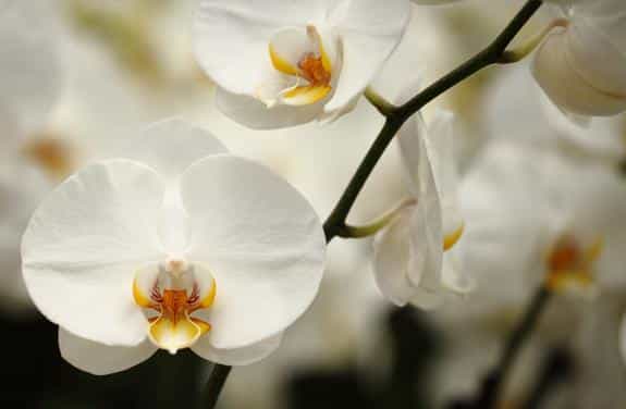 hoa lan phalaenopsis 19
