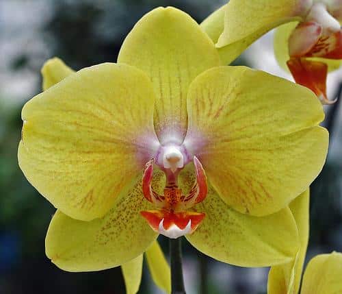 hoa lan phalaenopsis 3