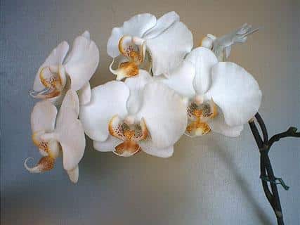 hoa lan phalaenopsis 5