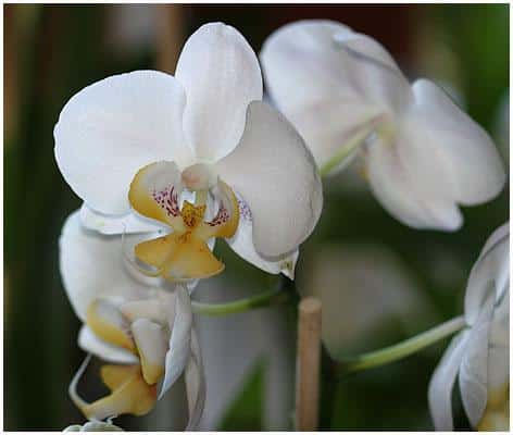 hoa lan phalaenopsis 7