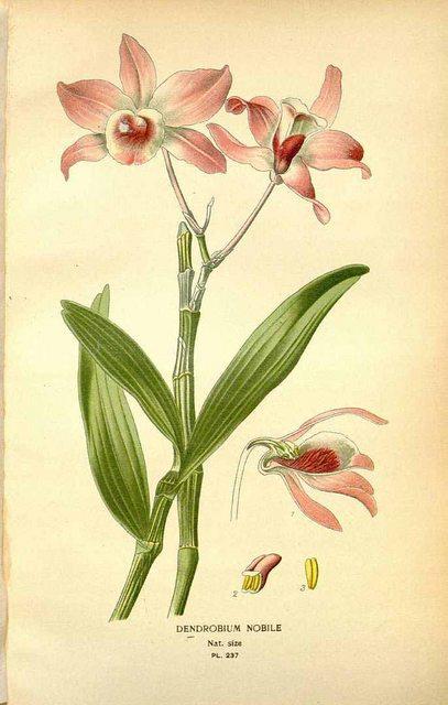 Hoa lan Hoàng thảo dẹt - Dendrobium nobile