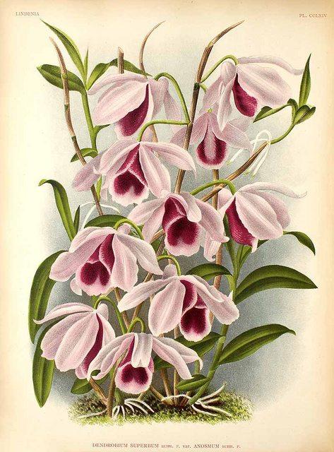 Hoa lan Hoàng thảo giả hạc - Dendrobium anosmum = D.superbum