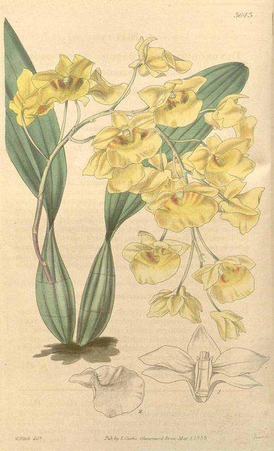Hoa lan Hoàng thảo vảy rồng - Dendrobium lindleyi