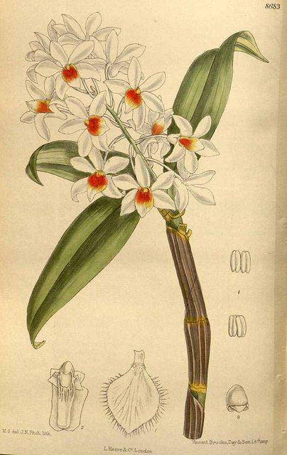 Hoa lan Hoàng thảo thủy tiên - Dendrobium palpebrae