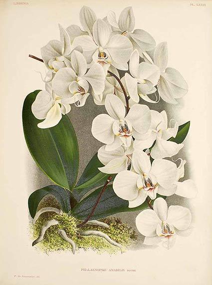 Hoa lan Hồ Điệp - Phalaenopsis