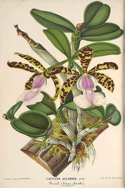 Hoa lan Hoàng Hậu - Cattleya Lindley
