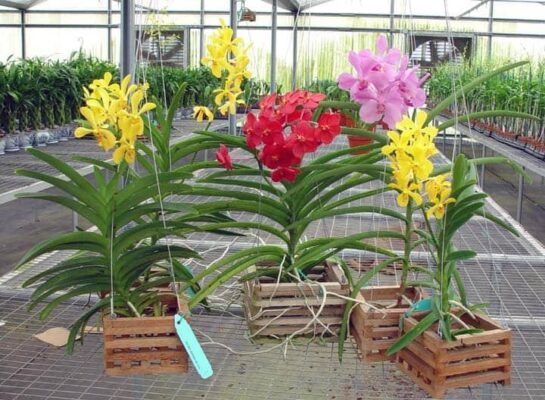 Hoa lan Vanda giống - Cây Giống Độc Lạ - 0971 277 618