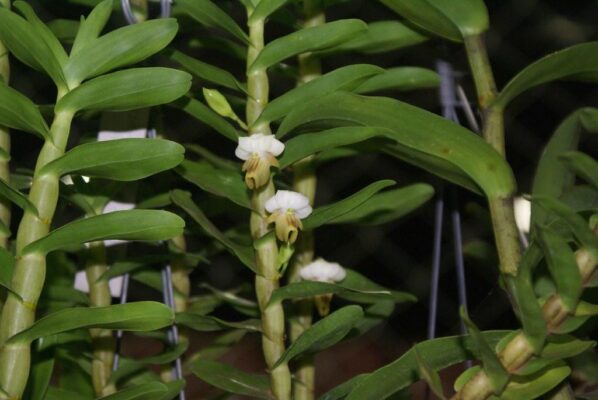 Lan Hoàng Thảo Hương Duyên – đặc điểm và điều kiện sinh trưởng