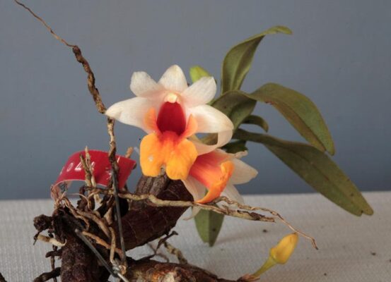 Hoàng thảo Hỏa Hoàng - Dendrobium bellatulum Rolfe - Vườn Lan