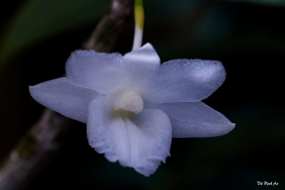 Hoàng thảo tích tụ trắng - dendrobium cumulatum var alba