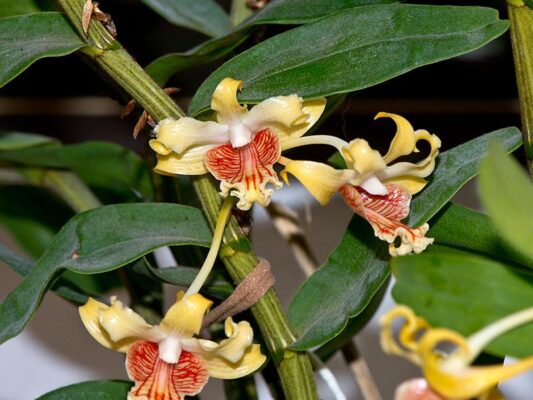 Hoàng thảo vạch đỏ - Dendrobium ochraceum - Vườn Lan