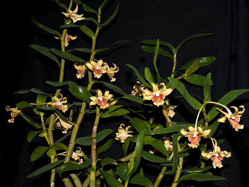 Hoàng thảo vạch đỏ - Dendrobium ochraceum