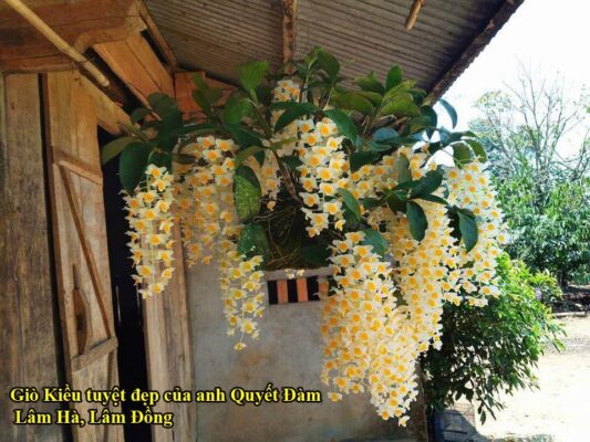 THỦY TIÊN TRẮNG (KIỀU TRẮNG) – Bài 42 – Nguyễn Ngọc Hà