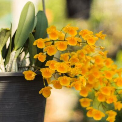 Hoa lan hoàng lạp – Nhận biết, cách trồng & chăm sóc cực đơn giản