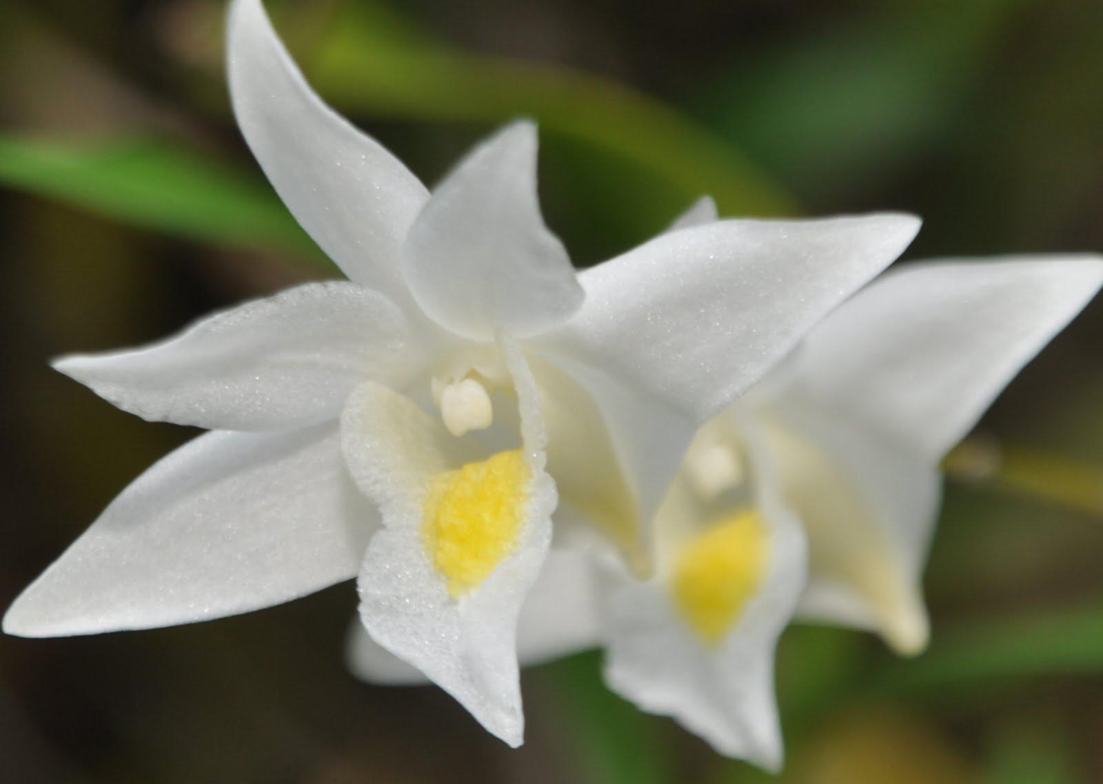 Đặc điểm và cách trồng hoa lan bạch câu - Dendrobium crumenatum