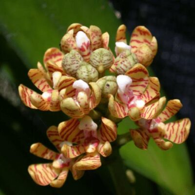 Lan ngô đồng – Đặc điểm, cách trồng cây trong chậu ra hoa rực rỡ