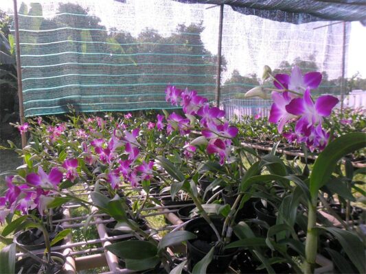 Hướng dẫn trồng lan Dendrobium Thái