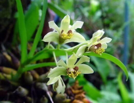 Hoàng thảo Trường sơn thân dài - Dendrobium delacourii Guill