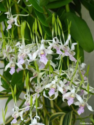 Các nhóm lan Dendrobium thường gặp - Vườn Lan