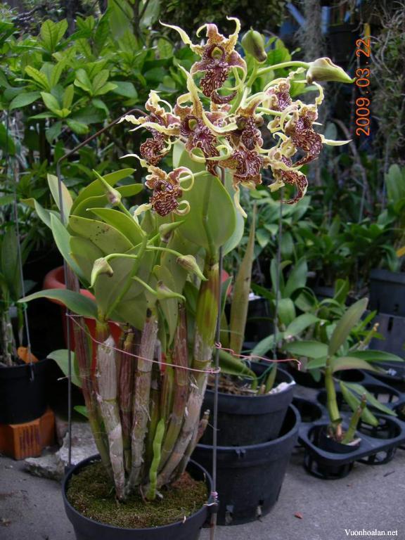Dendrobium Spectabile - lan Bạch tuộc