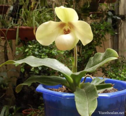 Lan Hài Hằng - Paphiopedilum hangianum - Vườn Lan