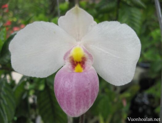 Lan hài hồng - Paphiopedilum delenatii