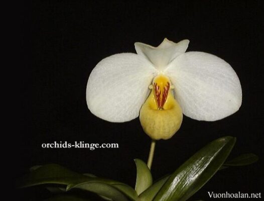 Lan hài hương duyên - Paphiopedilum emersonii