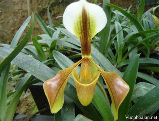 Lan Hài Kim - Paphiopedilum Villosun - Vườn Lan