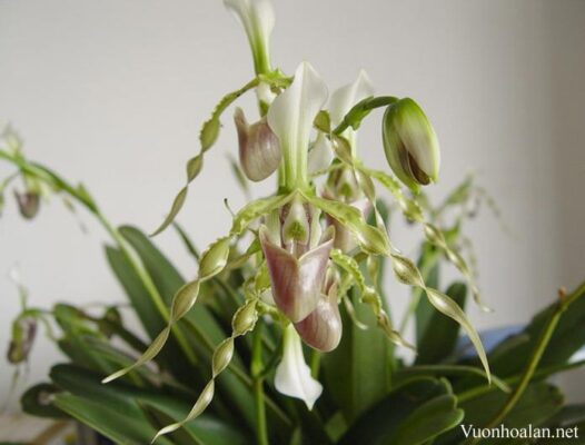 Lan hài râu - Paphiopedilum dianthum - Vườn Lan