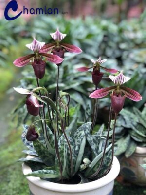 Lan hài vân bắc – thiết hài với vẻ đẹp không loài lan nào có được