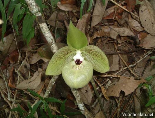 Lan Hài xanh - Paphiopedilum malipoense