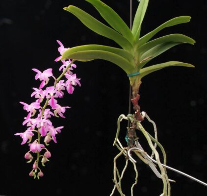 Giáng Hương Hồng Sắc. – Aerides crassifolia Parish (Bài 25)