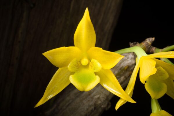 Cách trồng lan kim điệp nhựa - Dendrobium Trigonopus - Vườn Lan