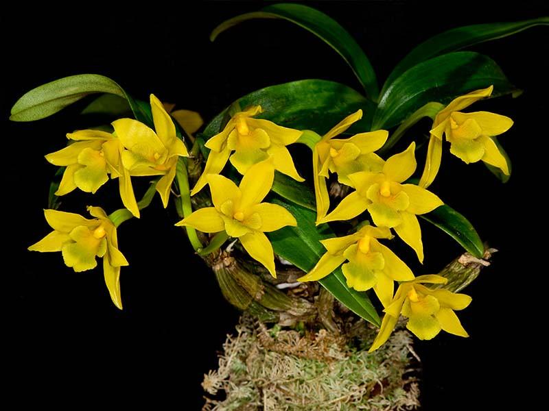 Cách trồng lan kim điệp nhựa - Dendrobium Trigonopus