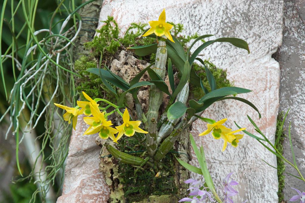 Cách trồng lan kim điệp nhựa - Dendrobium Trigonopus