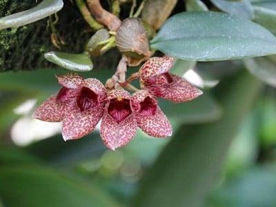 hoa-lan-long-giay-Bulbophyllum-frostii