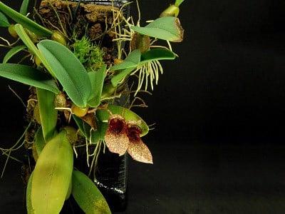 hoa-lan-long-giay-Bulbophyllum-frostii