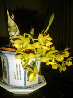 Hoa Lan Thiên Nga - Cách trồng và chăm sóc