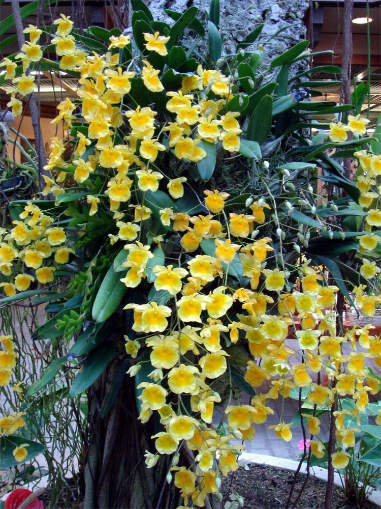 Dendrobium lindleyi, lan vảy rồng, hoàng thảo vẩy rồng