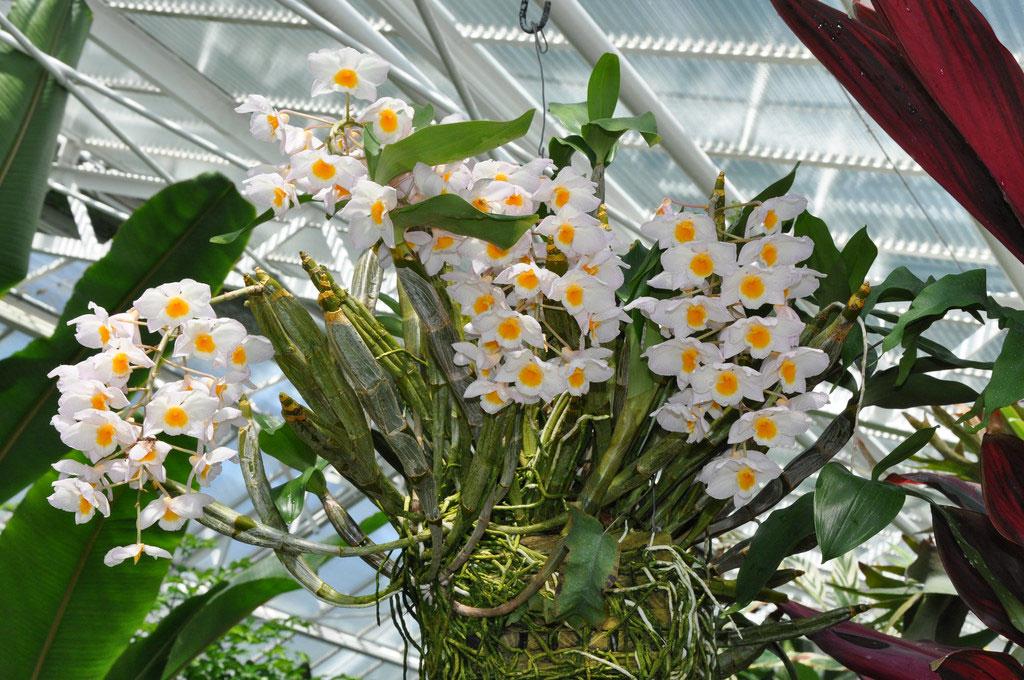 Dendrobium palpebrae, thủy tiên trắng, hoàng thảo thủy tiên vàng